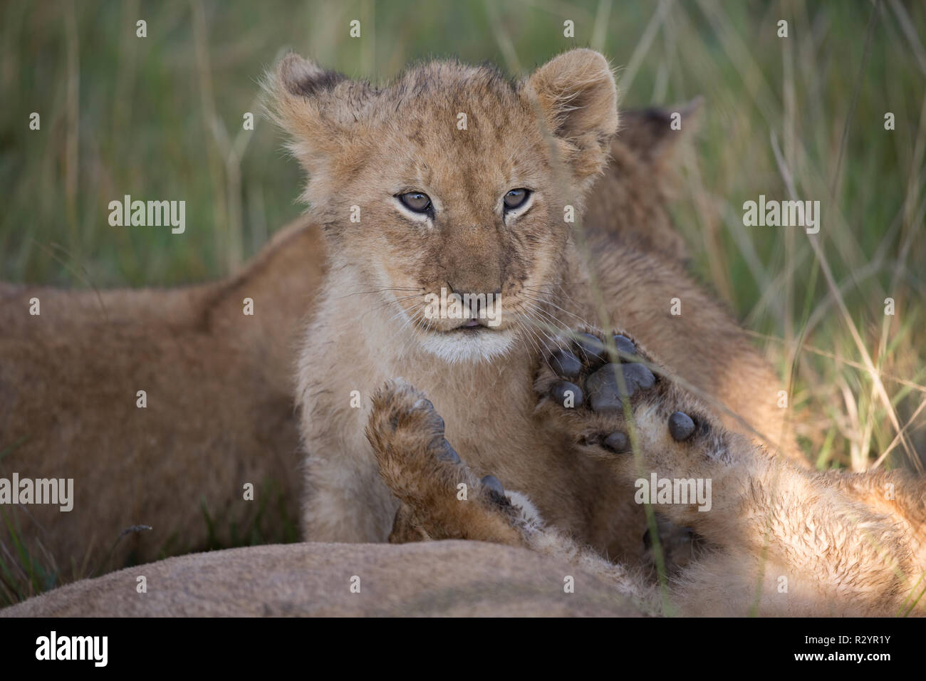 Lion cub, Panthera leo, Masai Mara National Reserve, Kenya Stock Photo ...