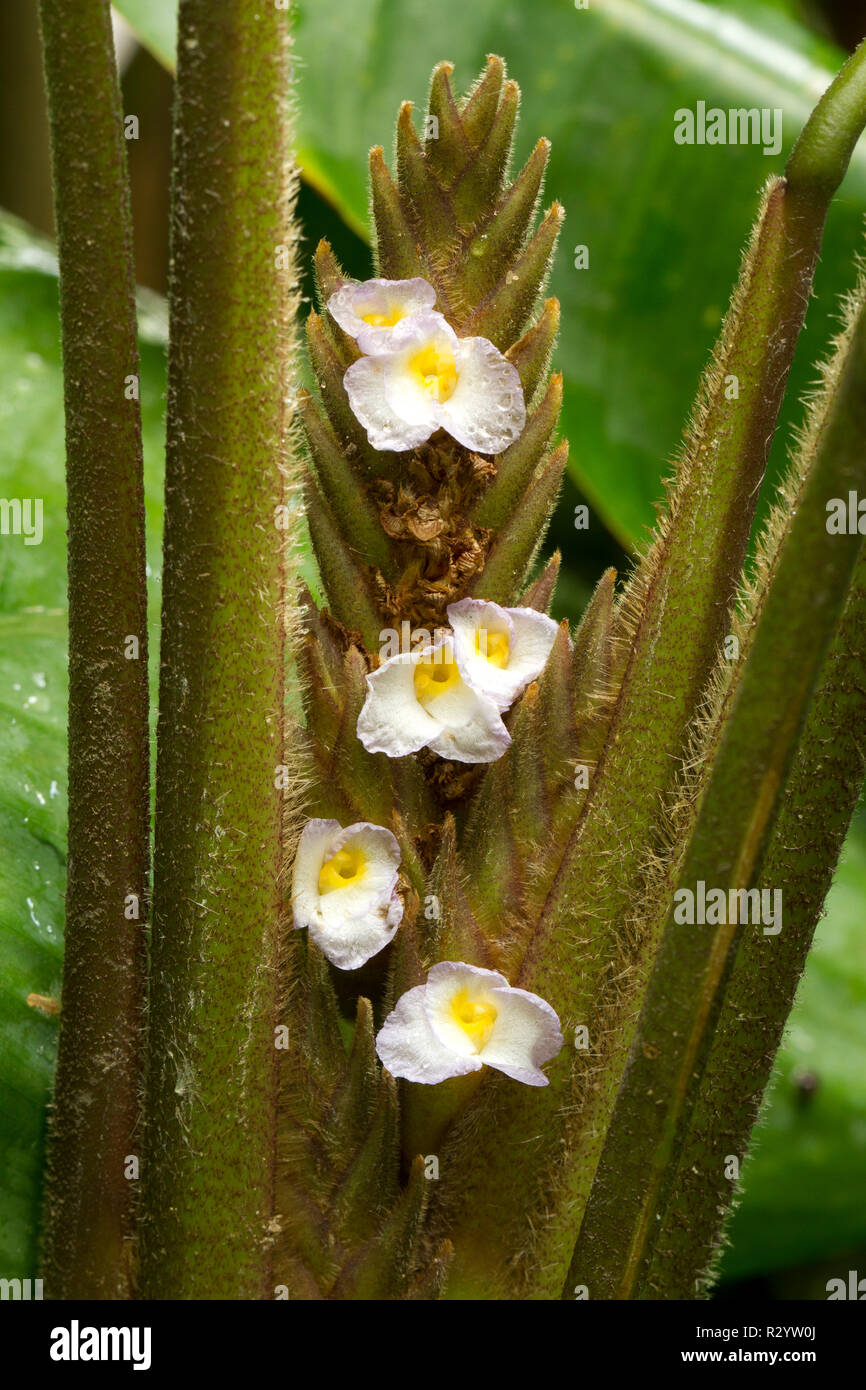 Never Never Plant Stock Photos & Never Never Plant Stock Images Alamy