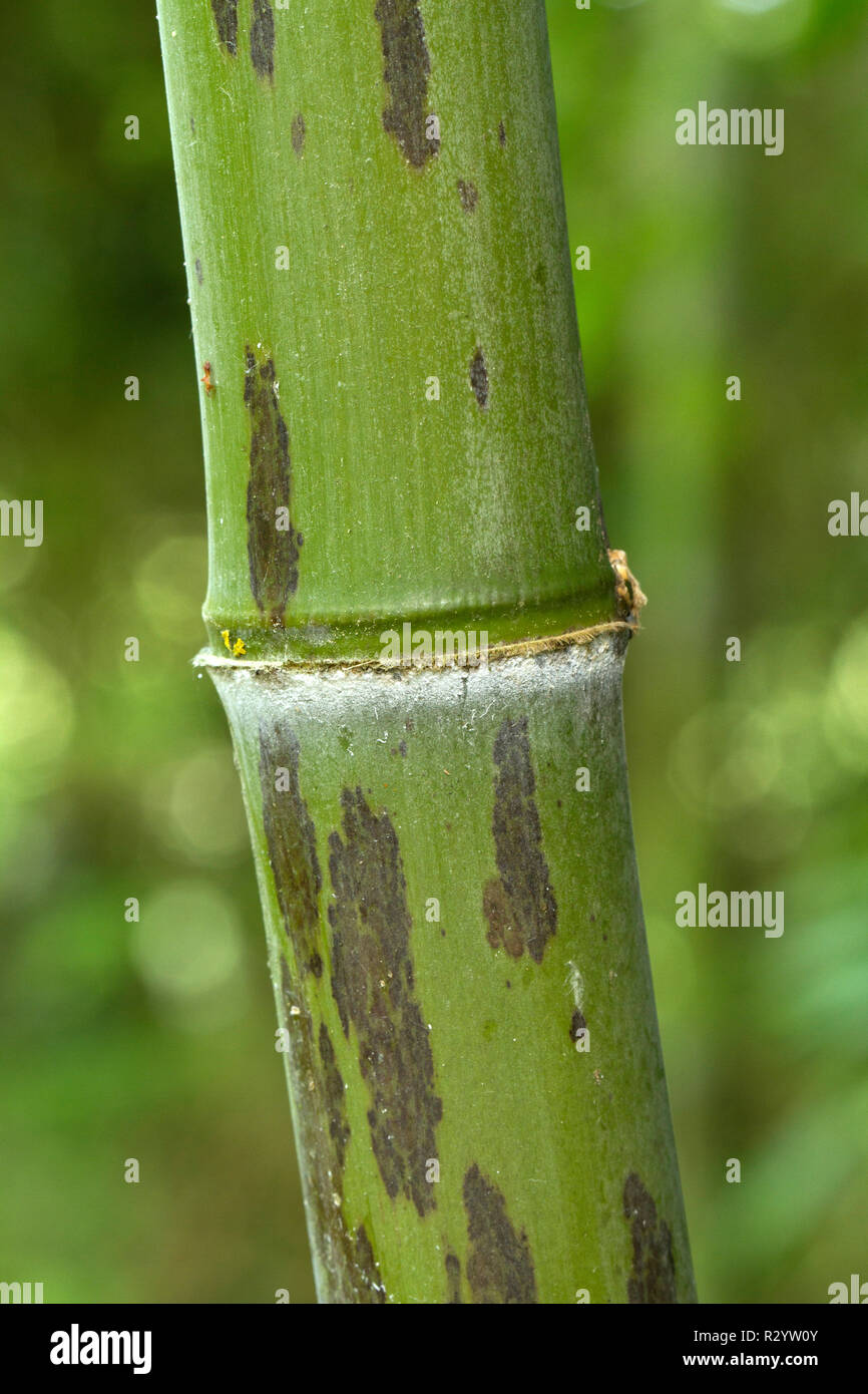 Black bamboo 'Boryana' (Phyllostachys nigra) stem Stock Photo Alamy