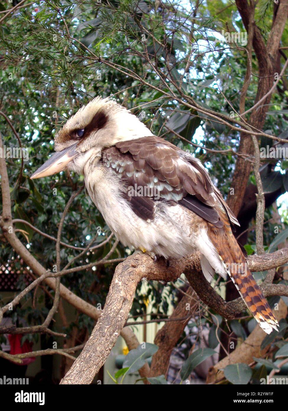 australian national bird - Alamy