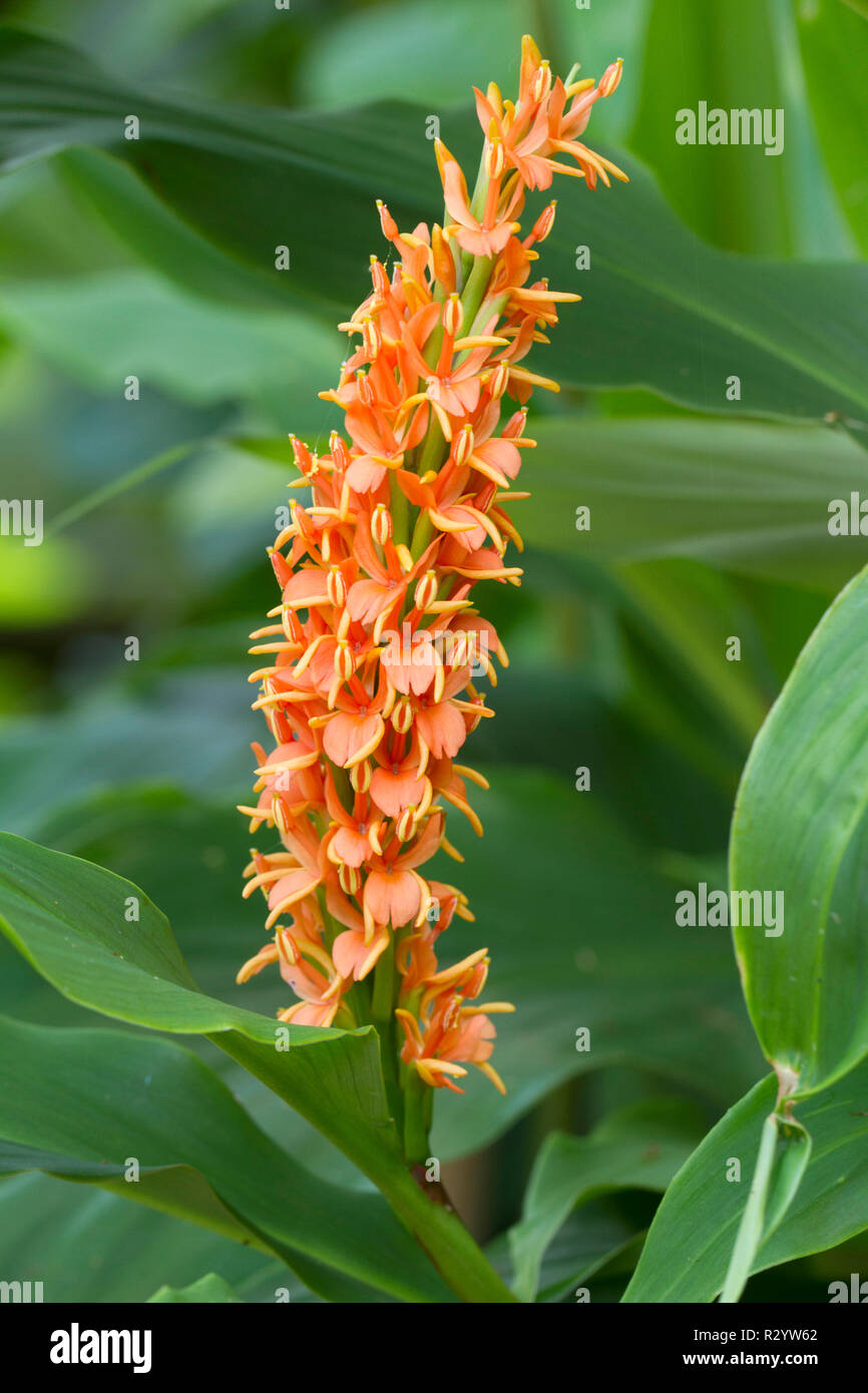 Hardy Ginger Lily 'Assam Orange' (Hedychium densiflorum) flowers Stock Photo