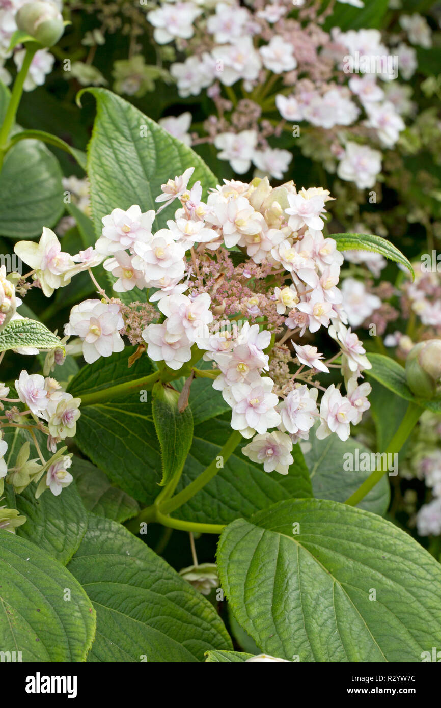 Hydrangea 'Yoraku' (Hydrangea involucrata) flowers Stock Photo