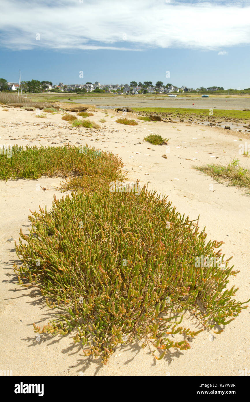 Perennial glasswort (Sarcocornia perennis), Great island, Pleumeur-Bodou, Cotes-d'Armor, Bretagne, France Stock Photo