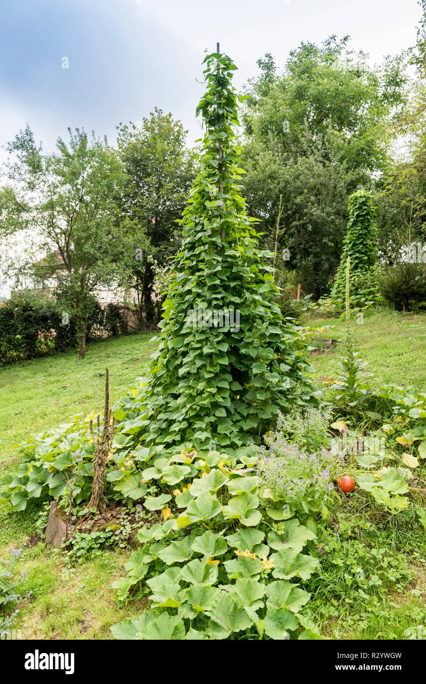 'Tarbais' beans in a vegetable garden in summer, Moselle, France Stock Photo