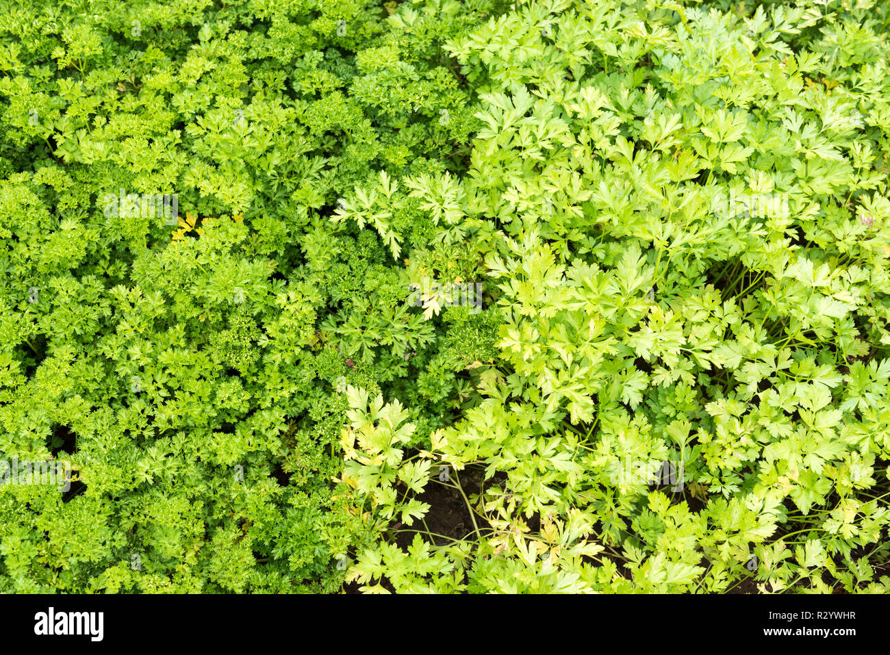 Parsley flat and curled in a vegetable garden in summer, Moselle, France Stock Photo