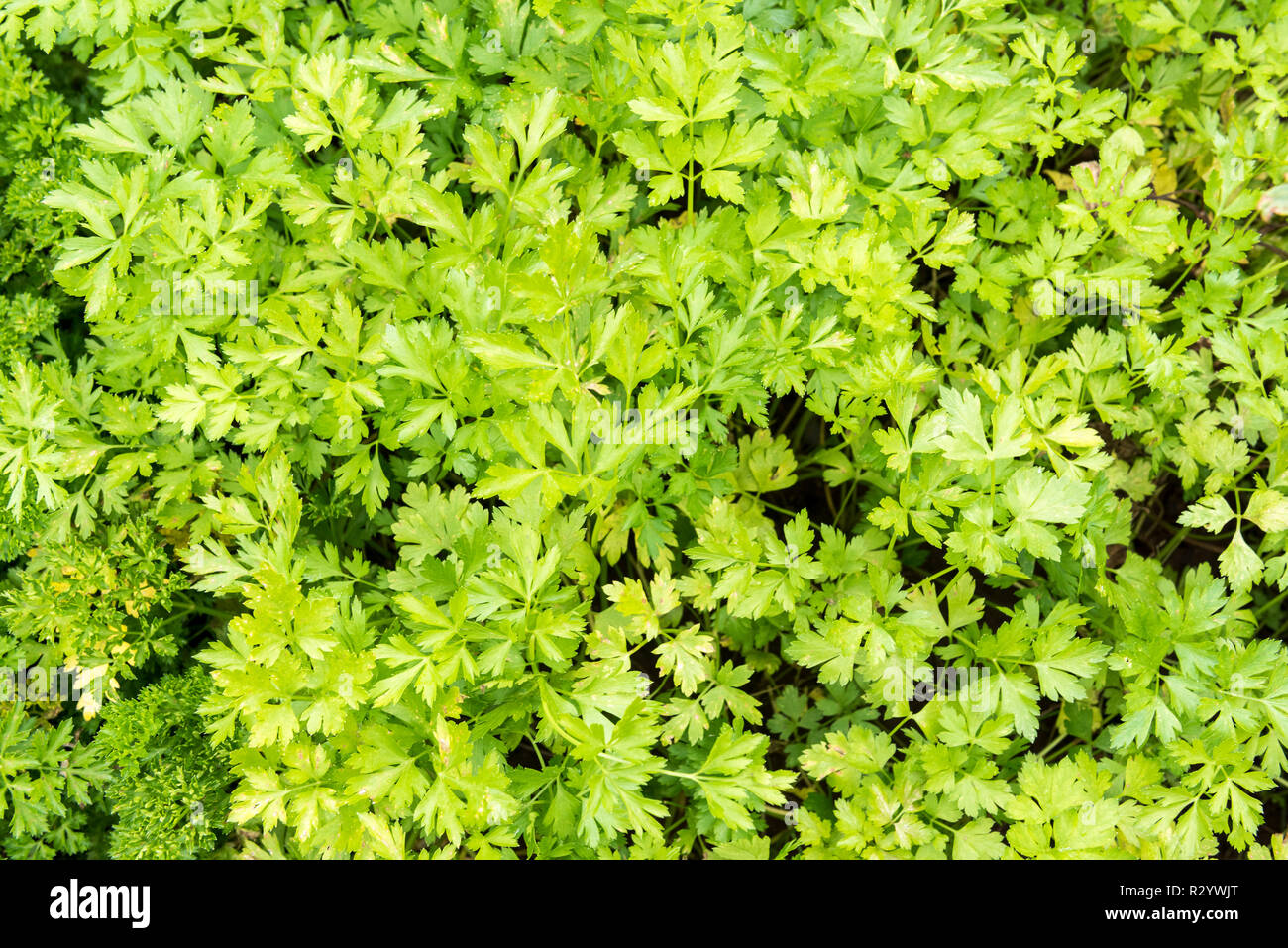 Flat Parsley in a garden in summer, Moselle, France Stock Photo