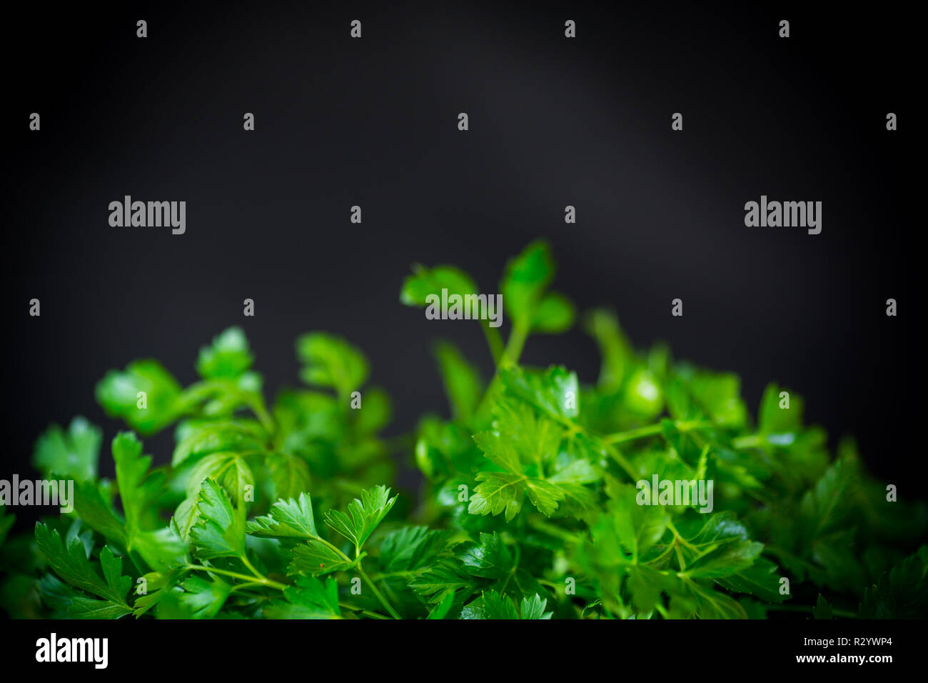 fresh green parsley isolated on the black background Stock Photo - Alamy