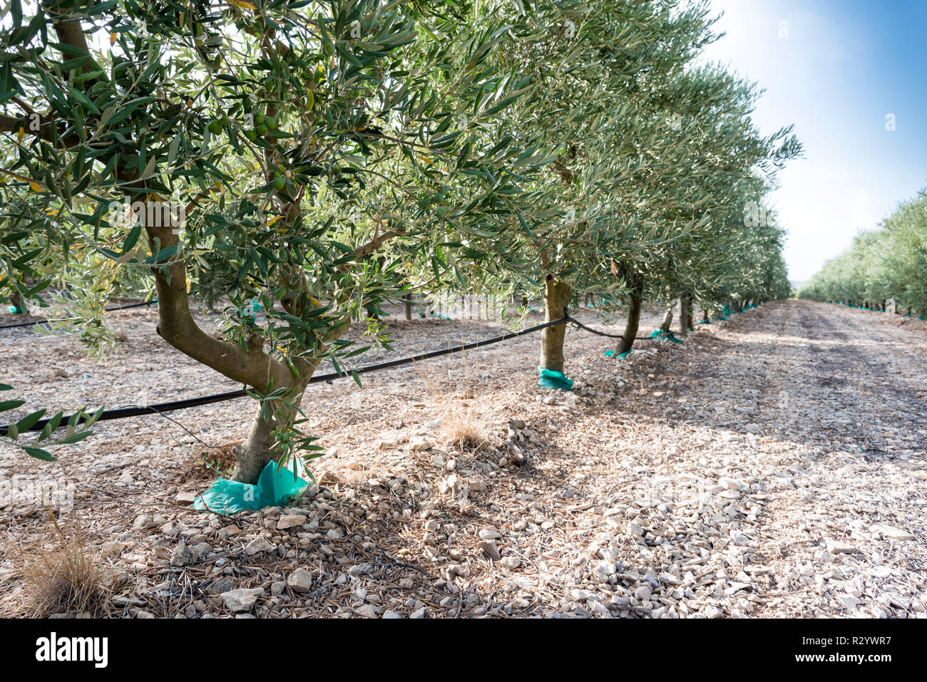 Irrigation hoses in an olive grove, Provence, France Stock Photo Alamy