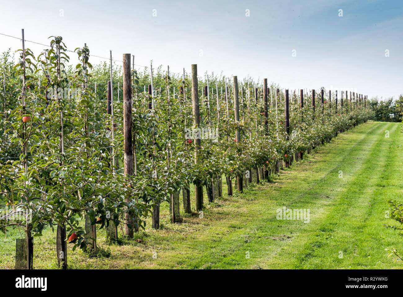 Espaliered Apple trees, France Stock Photo Alamy