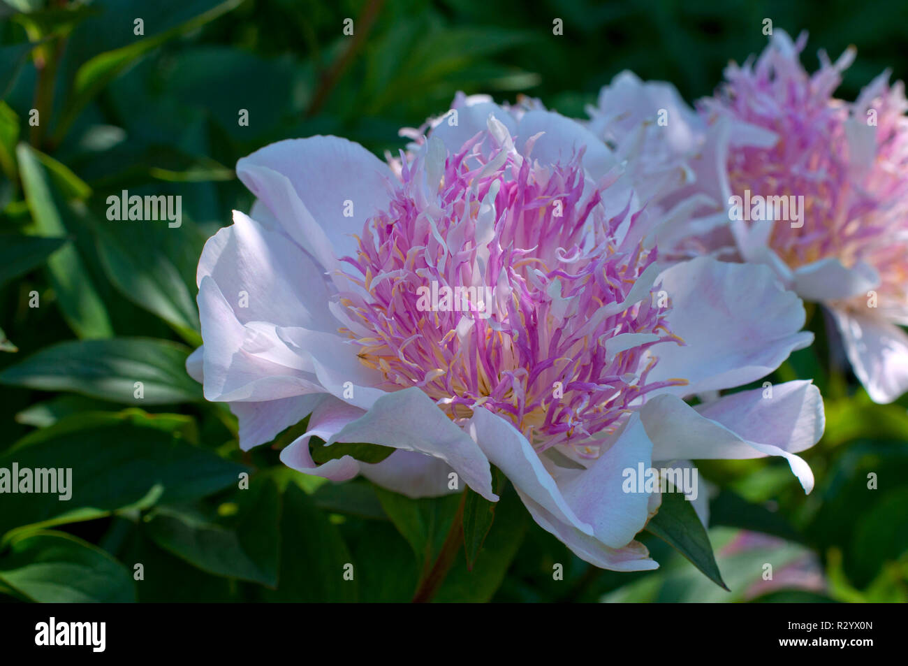 Peony 'Do Tell' in bloom in a garden Stock Photo