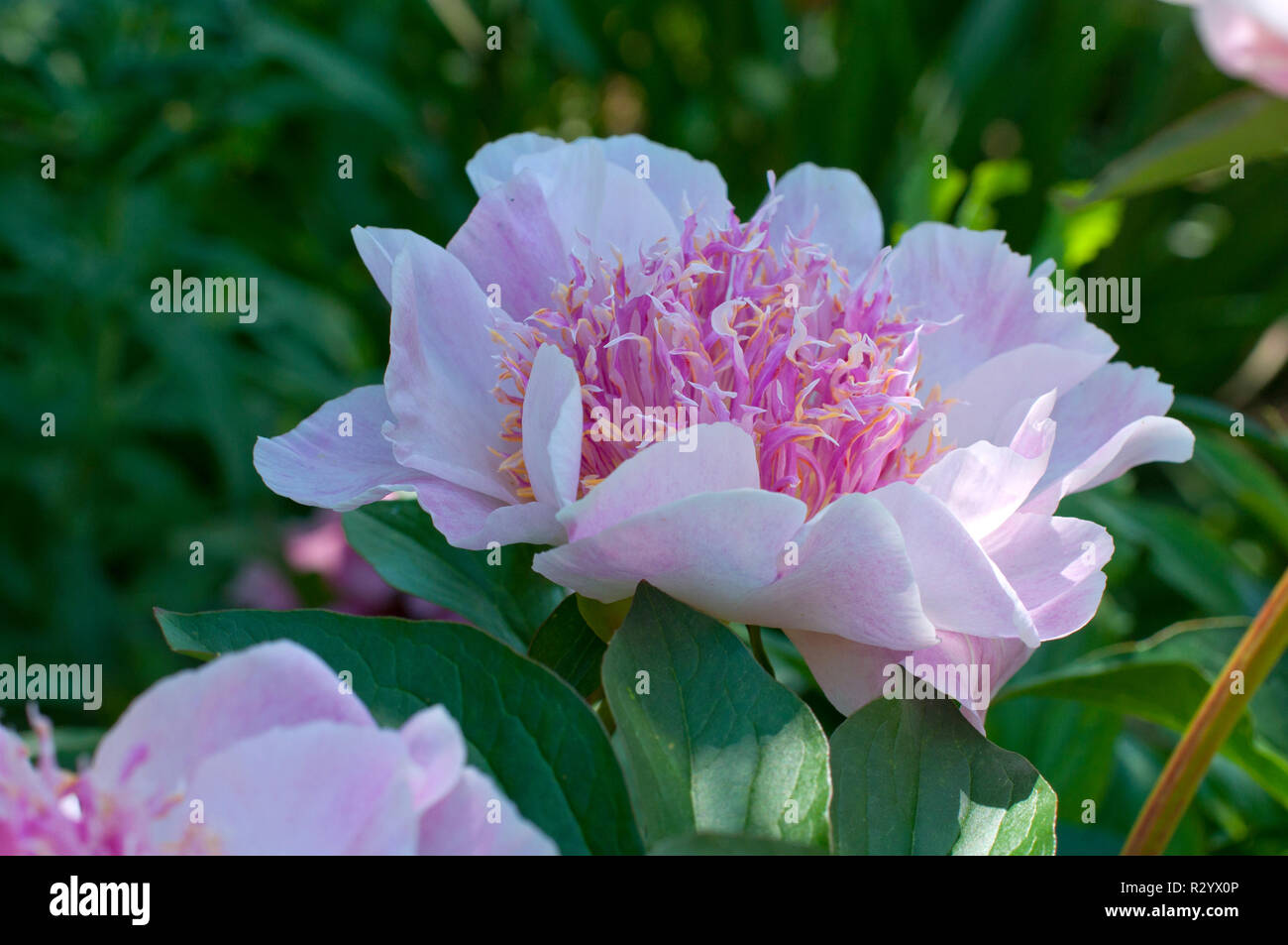 Peony 'Do Tell' in bloom in a garden Stock Photo Alamy