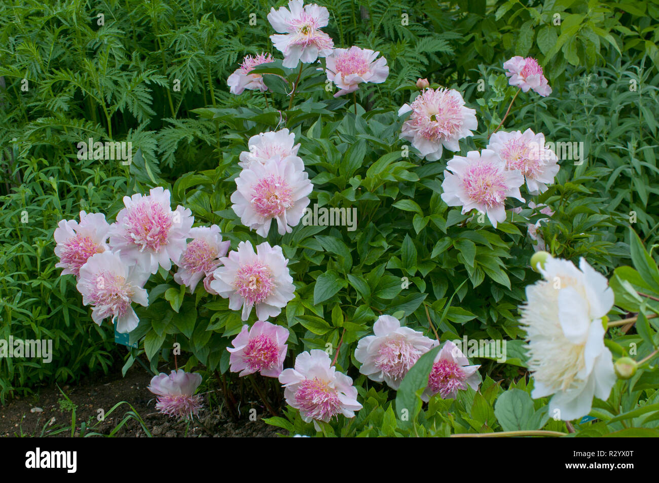 Peony 'Do Tell' in bloom in a garden Stock Photo Alamy