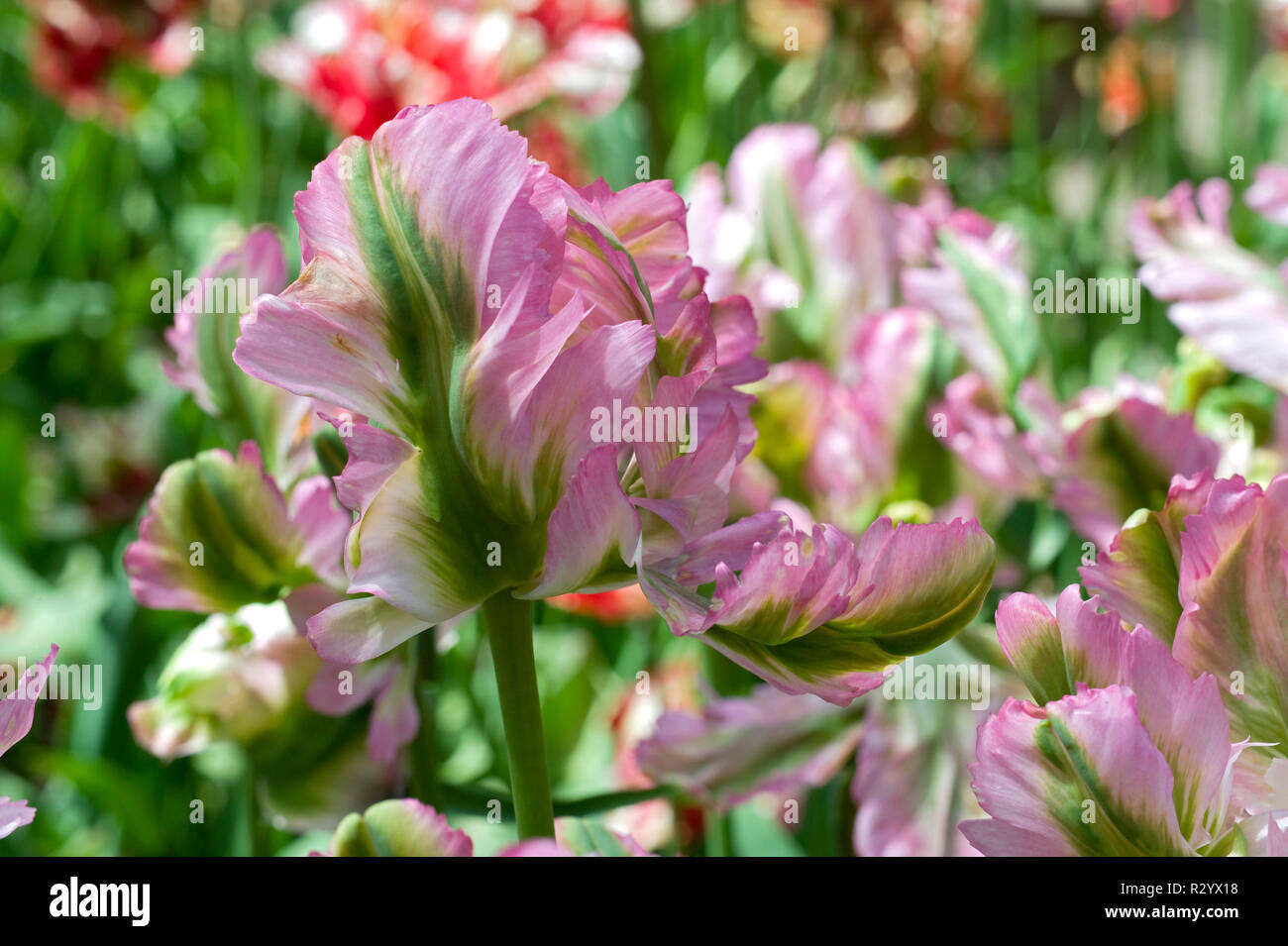 Parrot Tulip Green Wave In Bloom In A Garden Stock Photo Alamy