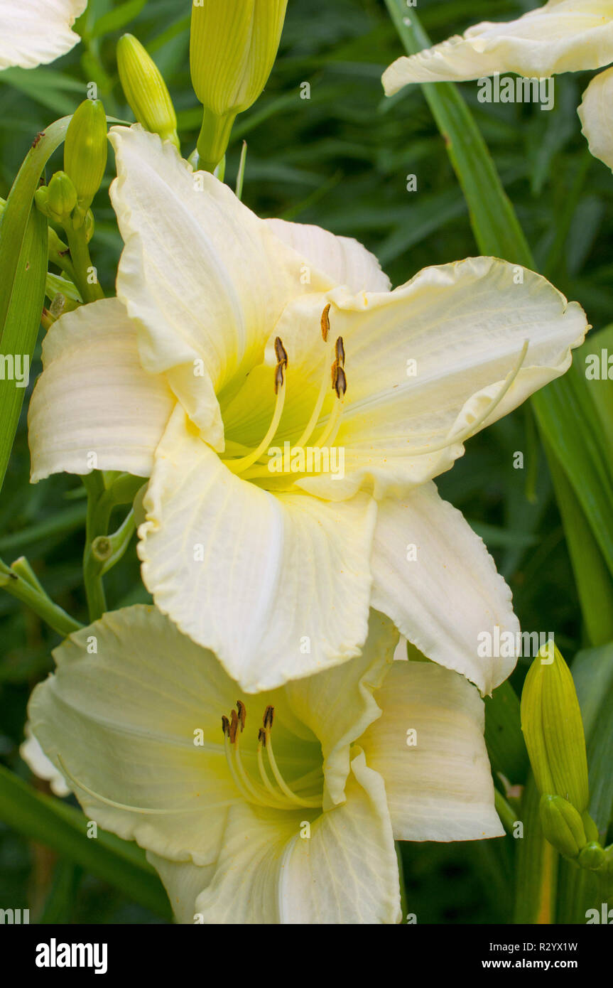 Hemerocalle ‘White temptation’ in bloom in a garden Stock Photo - Alamy