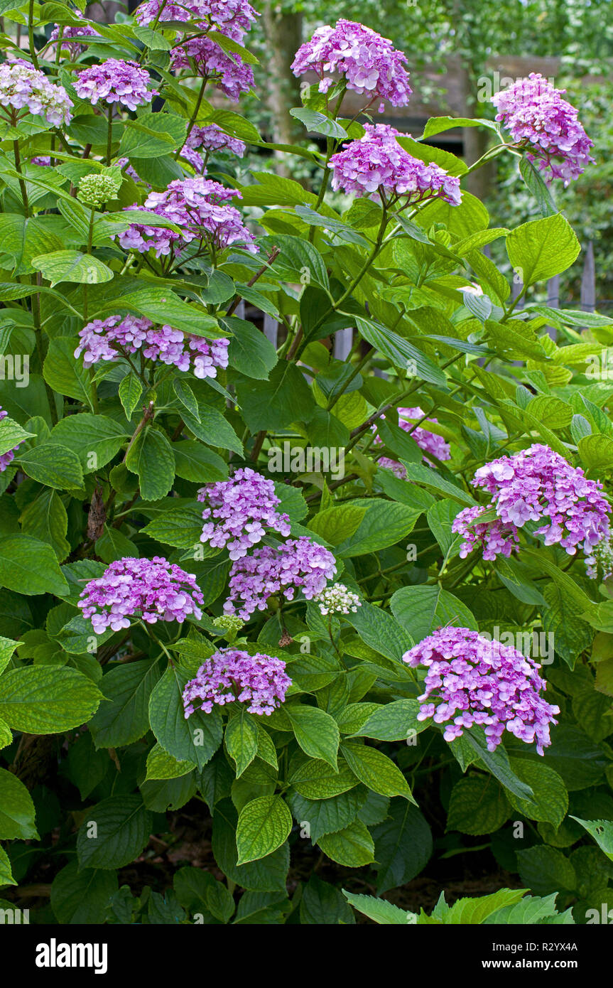 Ayesha hydrangea hi-res stock photography and images - Alamy