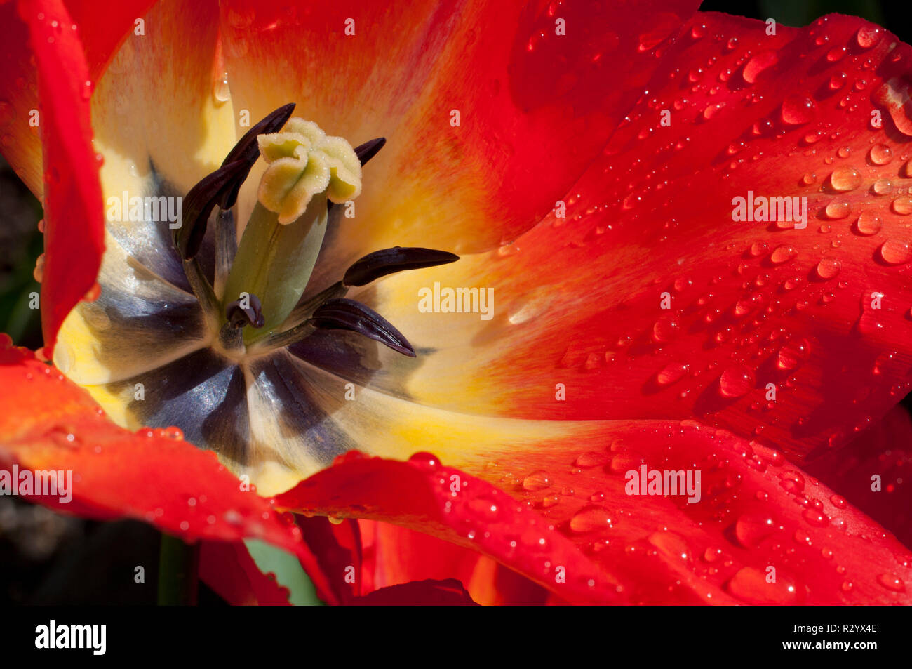 Tulip 'American Dream' in bloom in a garden Stock Photo Alamy