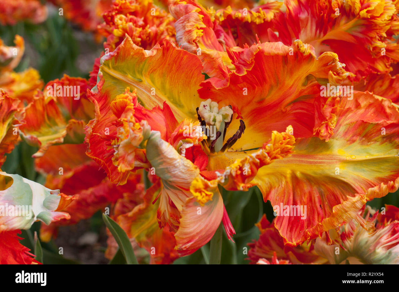 Parrot tulip parrot king hi-res stock photography and images - Alamy