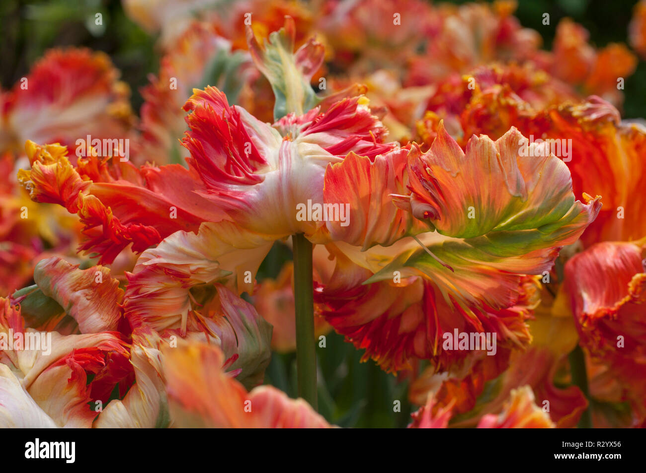 Parrot tulip 'Parrot King' in bloom in a garden Stock Photo Alamy