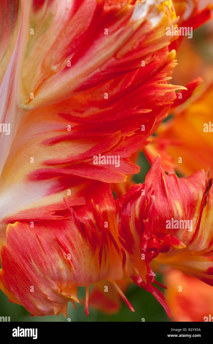 Parrot tulip 'Parrot King' in bloom in a garden Stock Photo - Alamy