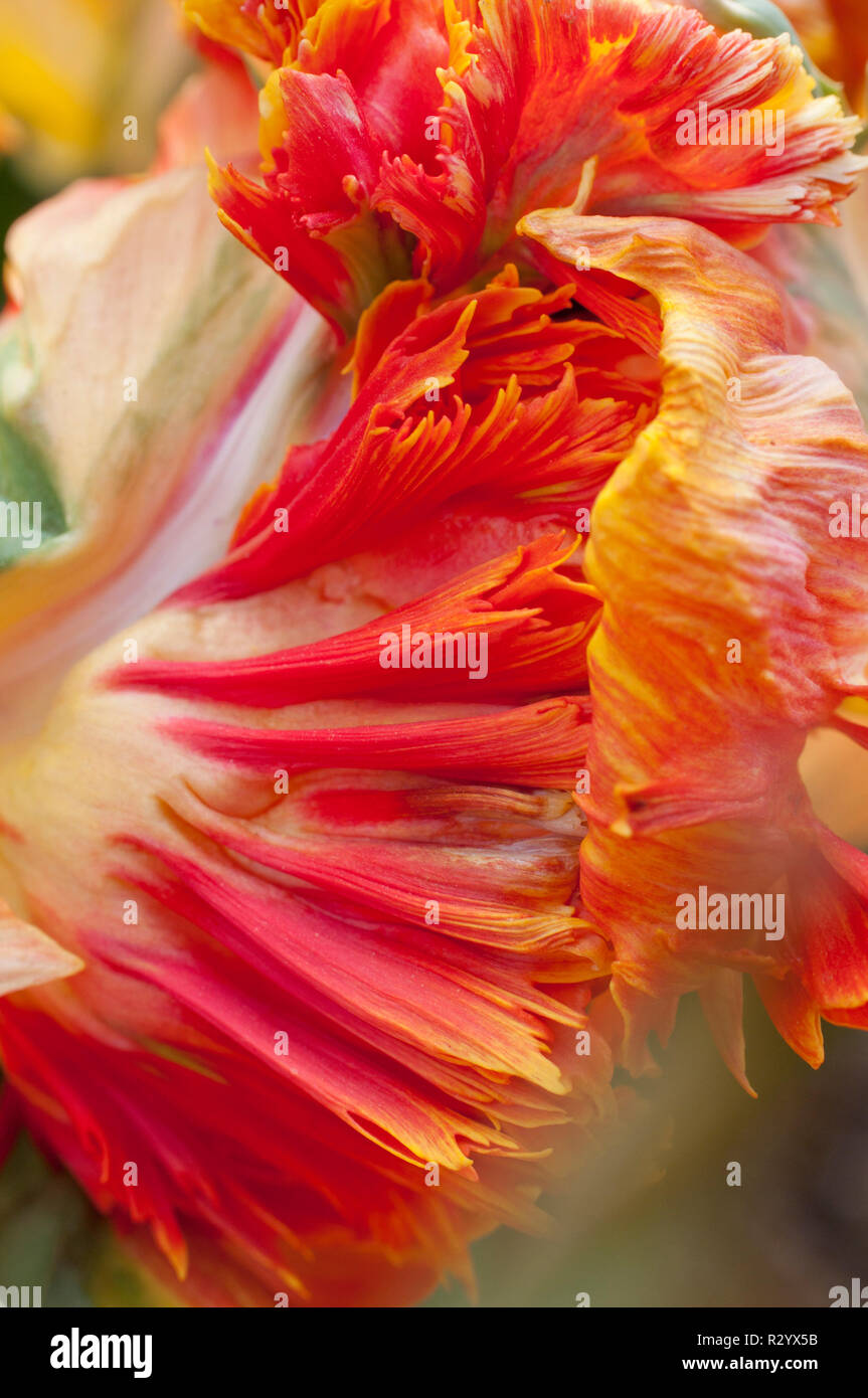 Parrot tulip 'Parrot King' in bloom in a garden Stock Photo Alamy