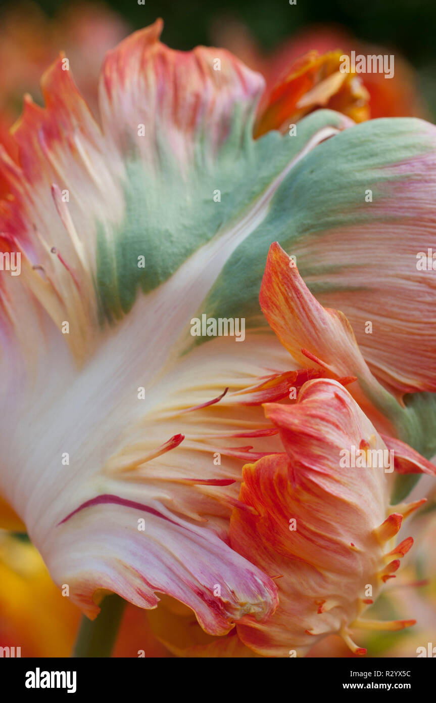 Parrot tulip 'Parrot King' in bloom in a garden Stock Photo - Alamy