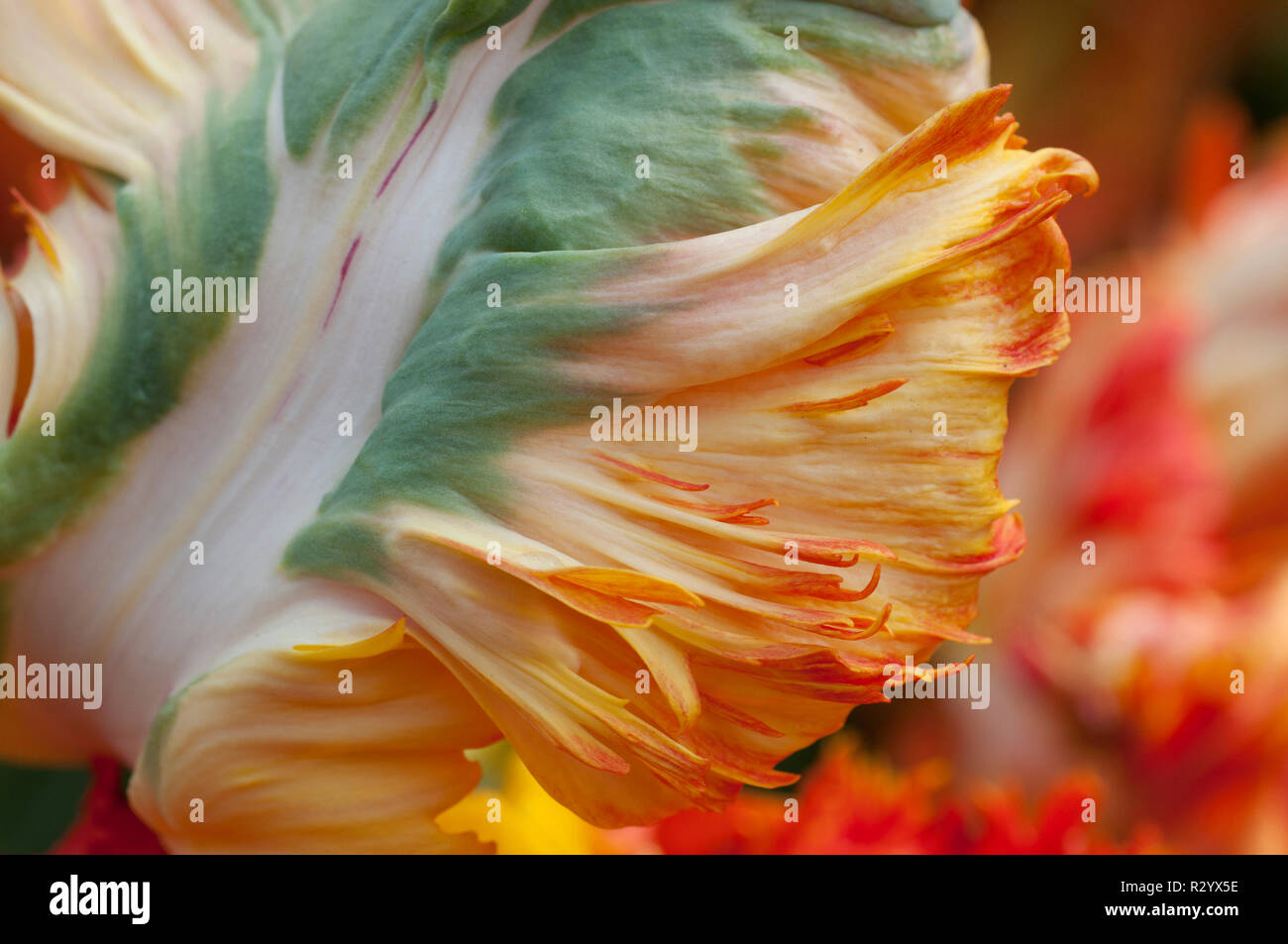 Parrot tulip 'Parrot King' in bloom in a garden Stock Photo - Alamy