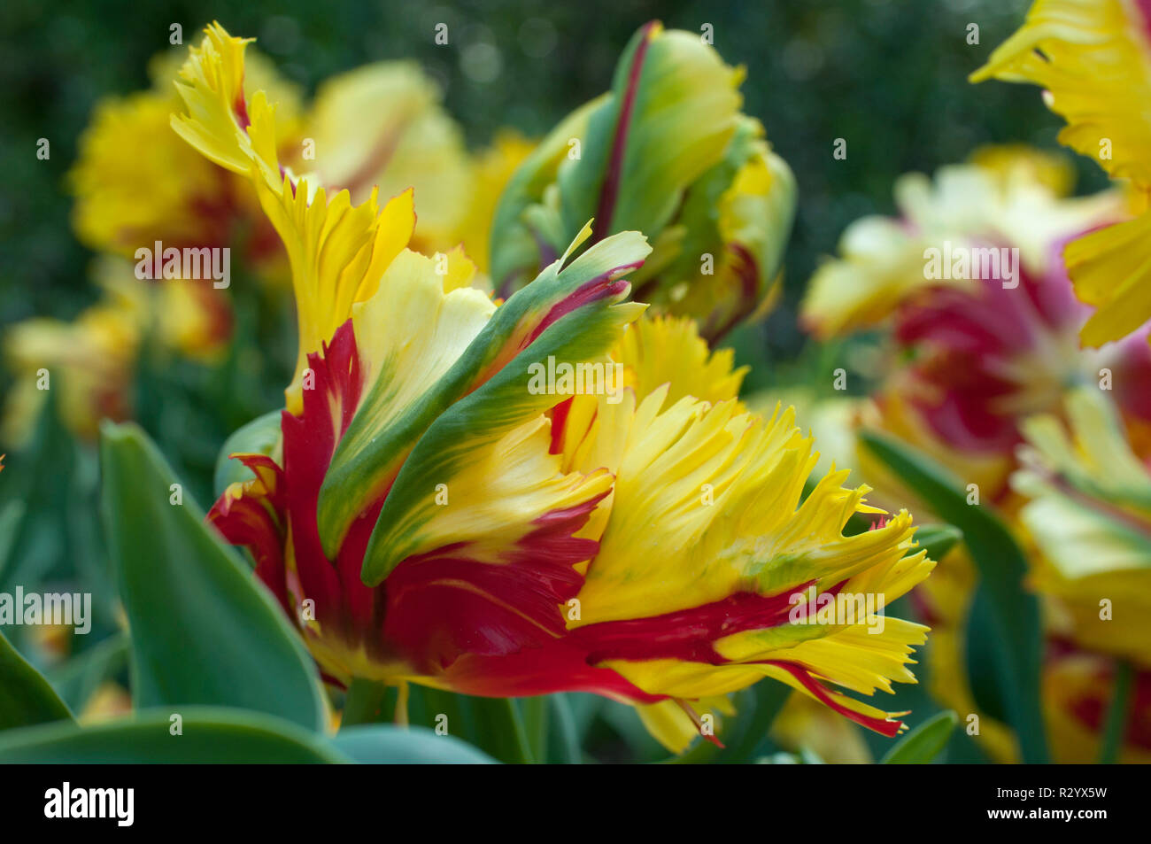 Parrot tulip 'Flaming Parrot' in bloom in a garden Stock Photo Alamy