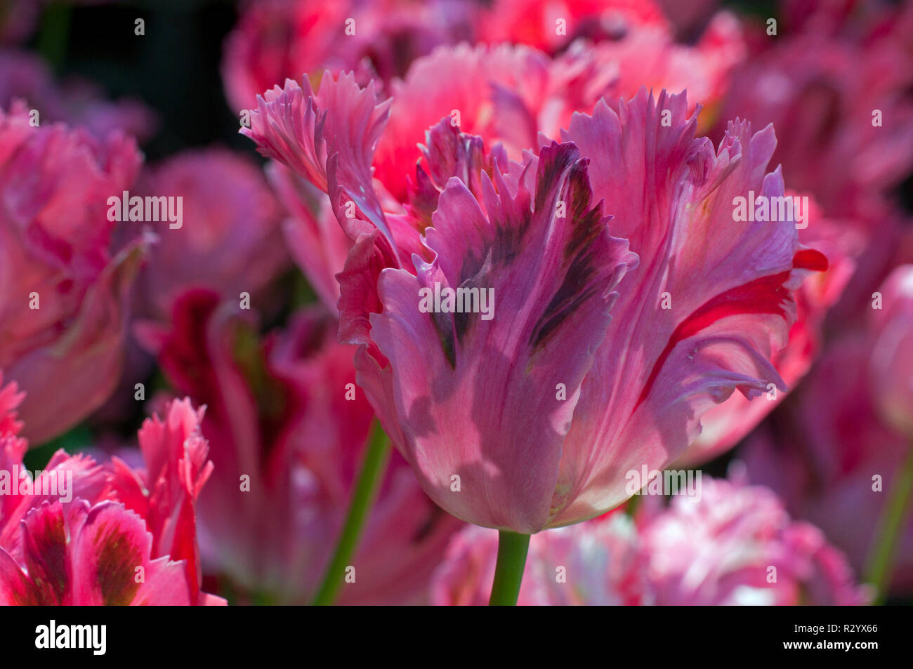 Parrot tulip 'Fantasy' in bloom in a garden Stock Photo - Alamy