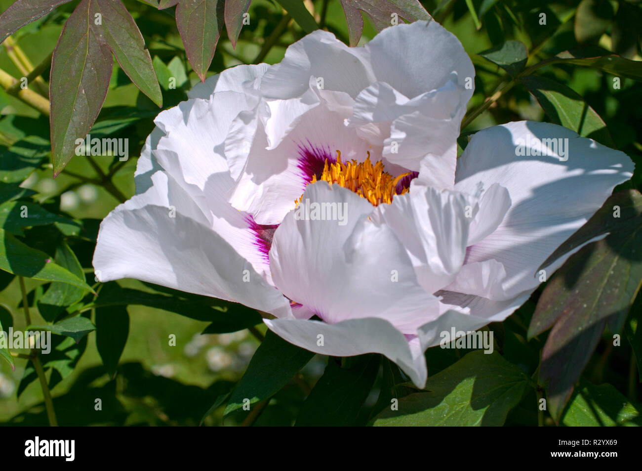 Peony in bloom in a garden Stock Photo - Alamy