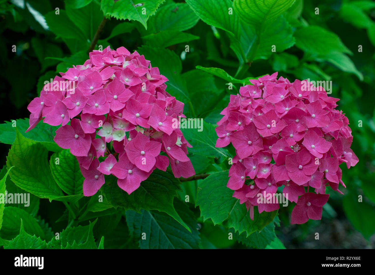 Hydrangea 'Leuchtfeuer' in bloom in a garden Stock Photo