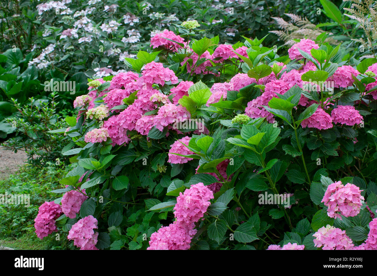 Hydrangea 'Prima' in bloom in a garden Stock Photo - Alamy