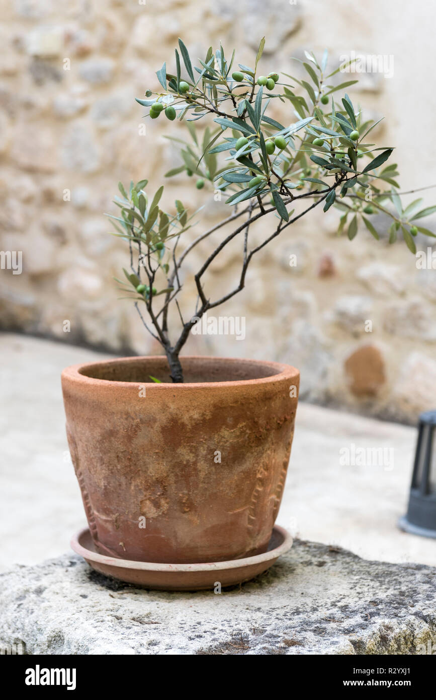 Olea europaea pot hi-res stock photography and images - Alamy