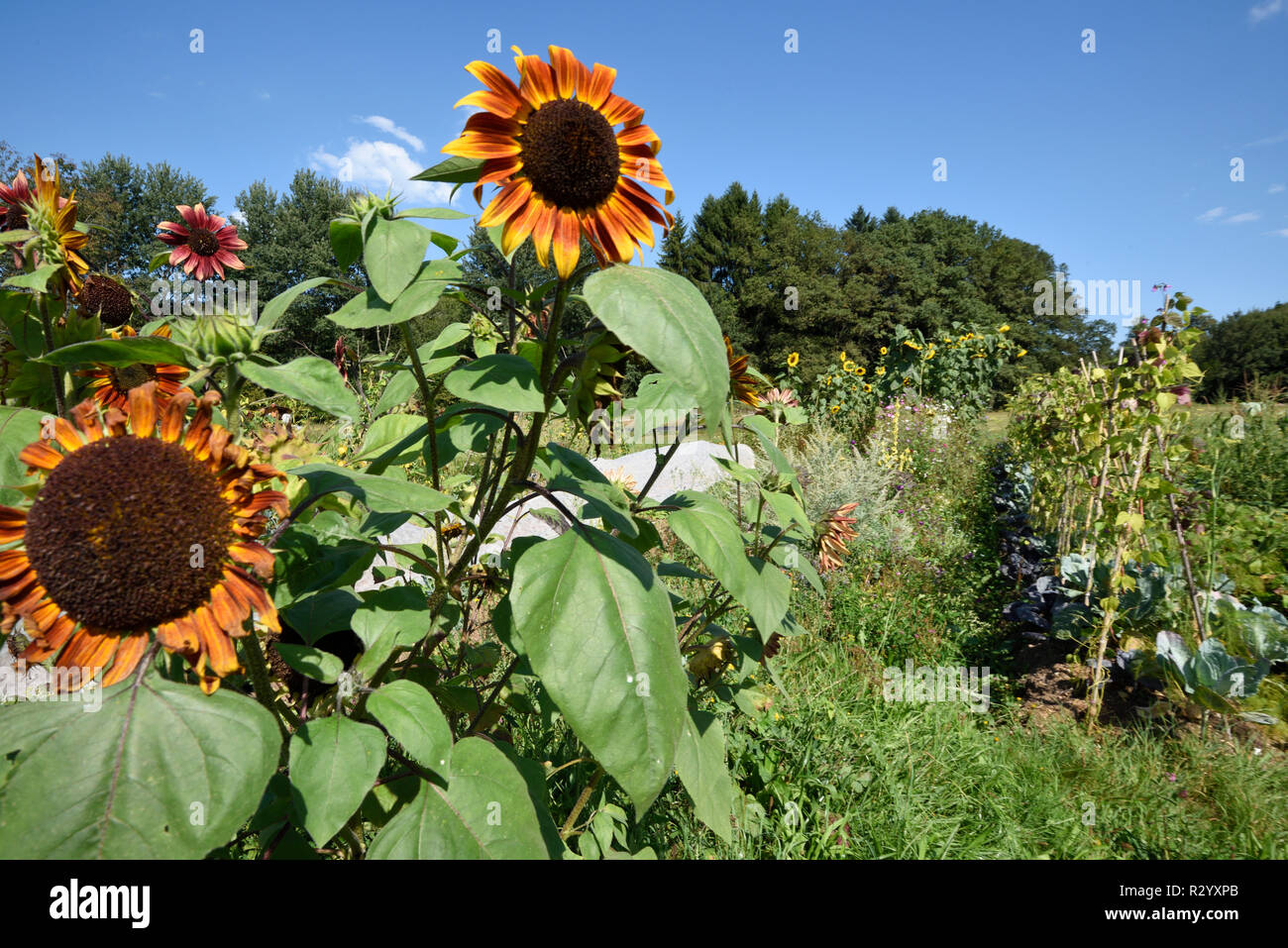 Kitchen Garden Market Gardening Farm Permaculture Le Bosquet De La Goulotte Melisey Haute Saone France Stock Photo Alamy
