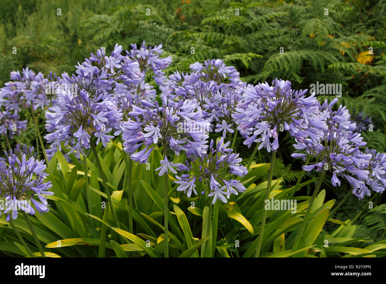 African Blue Lily (Agapanthus praecox) Stock Photo