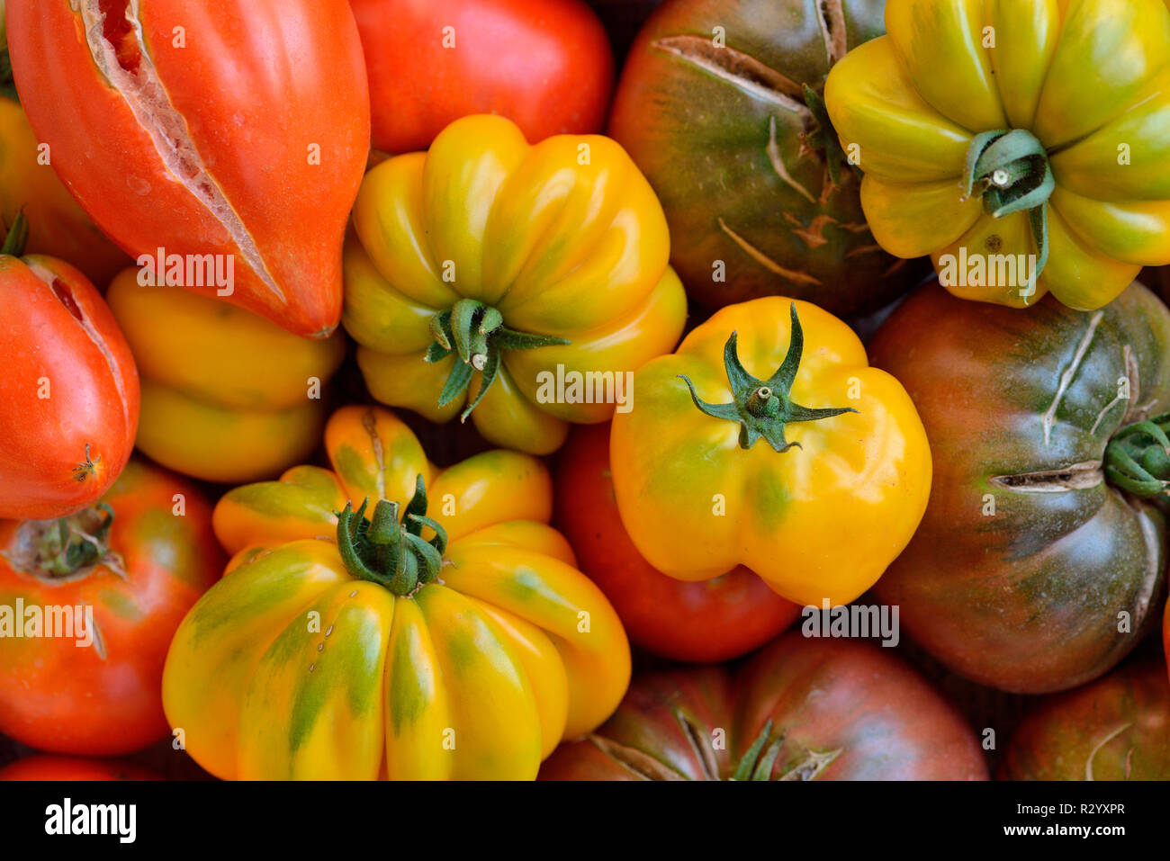 Different varieties of organic tomatoes (Solanum lycopersicum), Herault