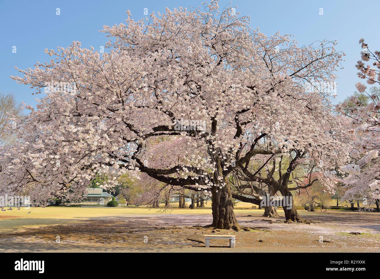 sakura bloom clove