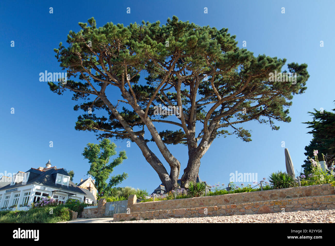 Monterey pine (Pinus radiata), Brehat island, Cotes-d'Armor, Brittany,  France Stock Photo - Alamy