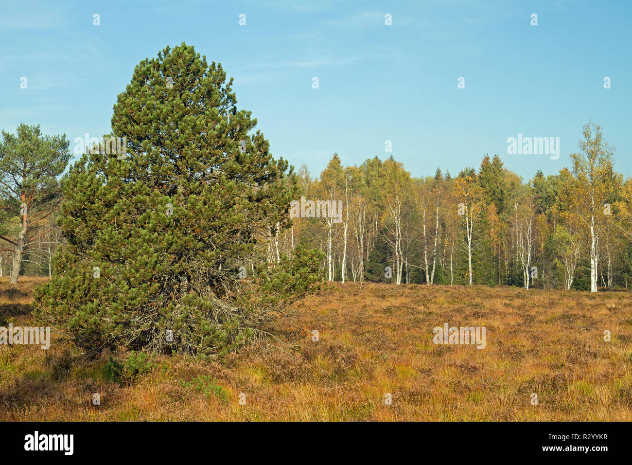 Bog pine (Pinus uncinata subsp. rotundata), peat bog, Frasne, Doubs, France Stock Photo