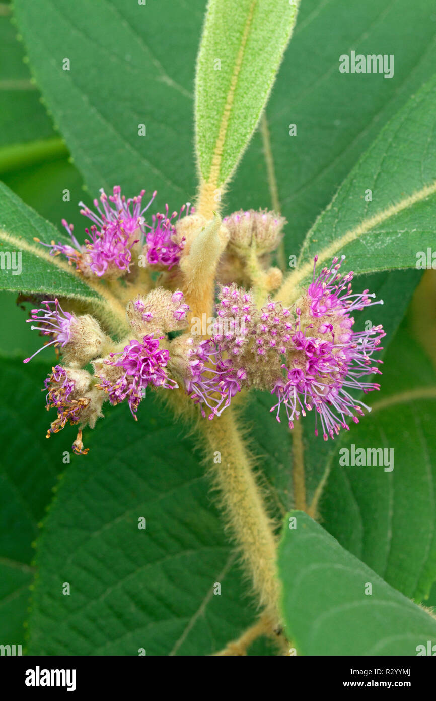 Koch's beautyberry (Callicarpa kochiana) Stock Photo