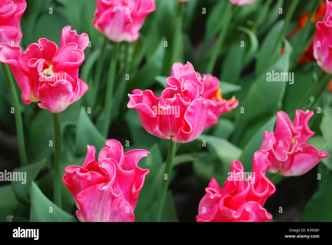 Tulip Crown of Dynasty (Triumph Group) grown in the park. Spring time in Netherlands. Stock Photo
