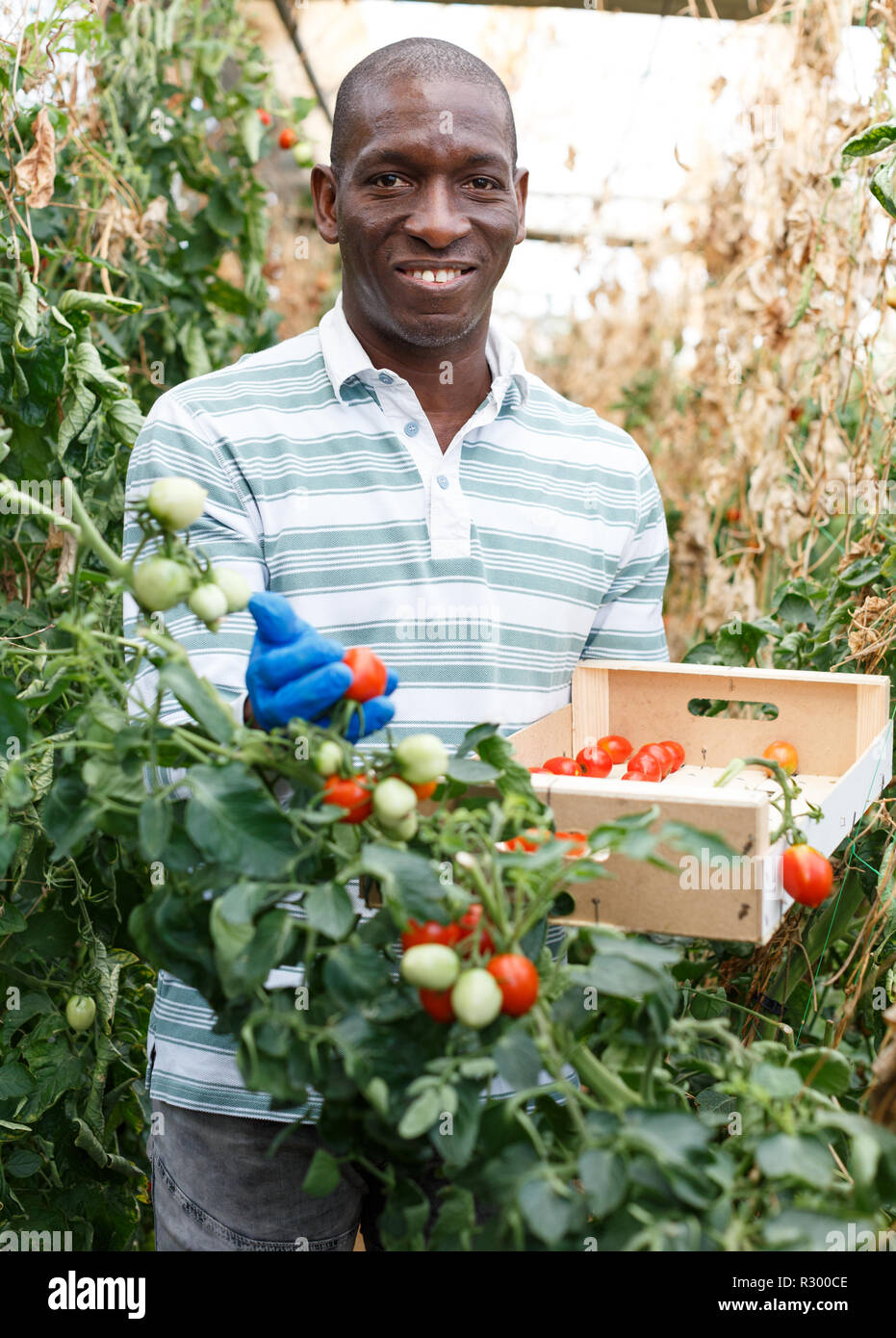 Happy male farmer box tomatoes hi-res stock photography and images - Alamy