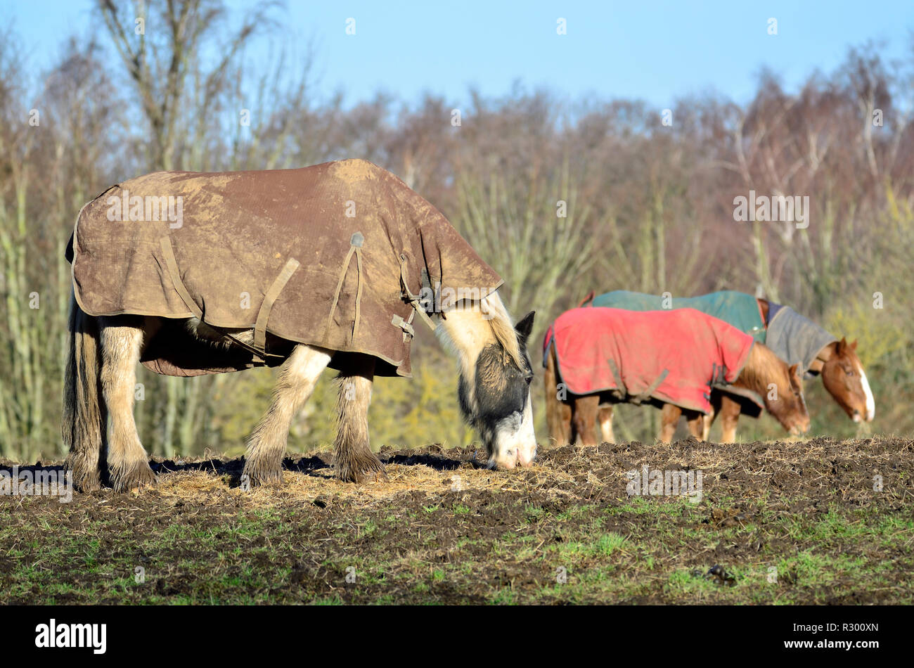 Horses in blankets hires stock photography and images Alamy