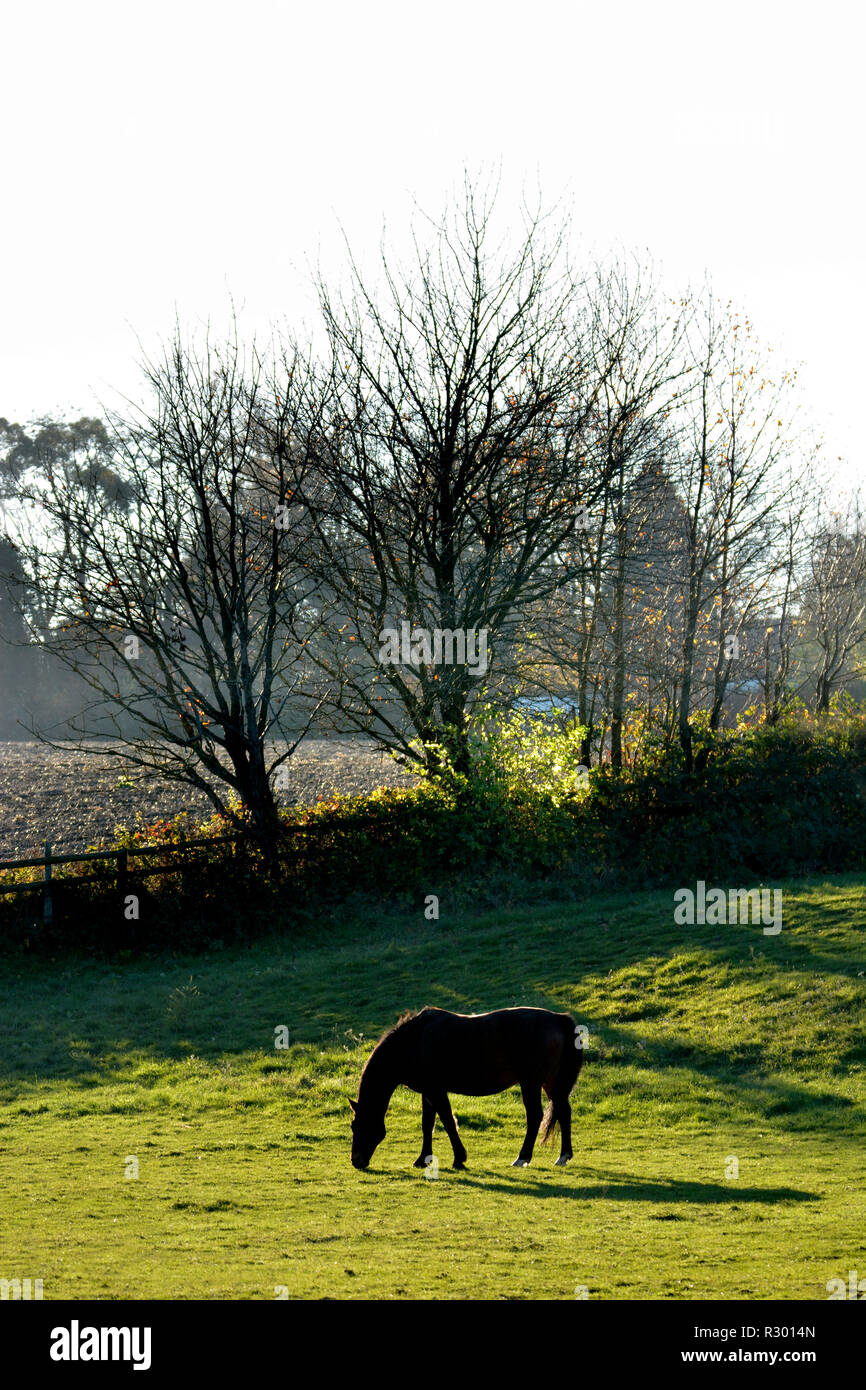 Horse grazing in a field, Kent, England Stock Photo
