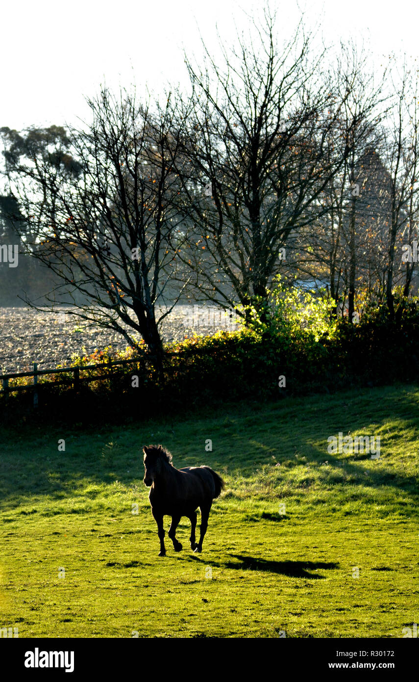 Horse running in a field, Kent, England Stock Photo