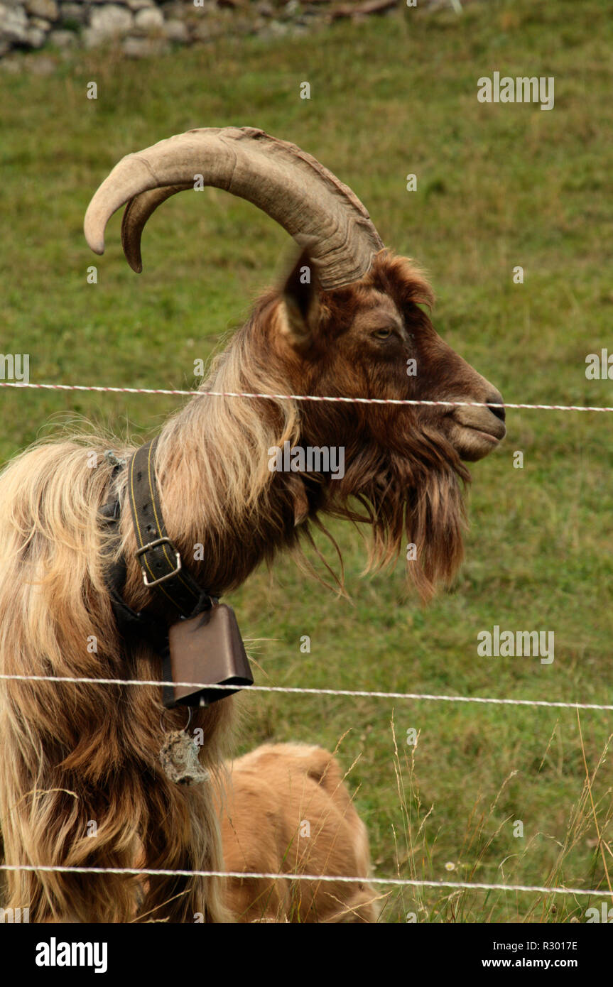 Finely-horned billy goat with bell in meadow near Quinten, Swiss Alps Stock Photo