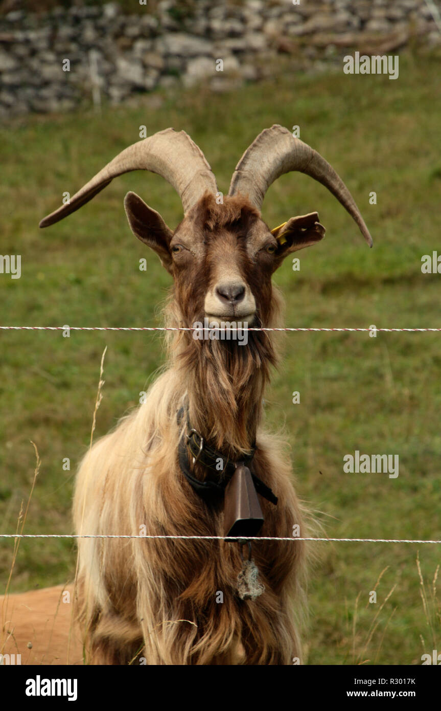 Finely-horned billy goat with bell in meadow near Quinten, Swiss Alps Stock Photo