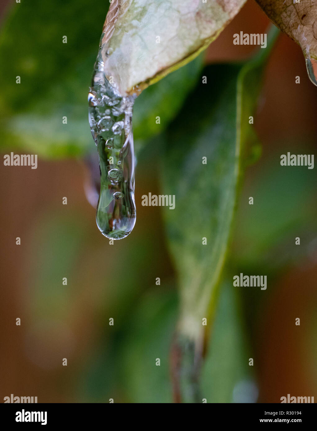 Frozen water drop on clematis leaf, Autumn ice storm, Jeffersonville, Indiana Stock Photo