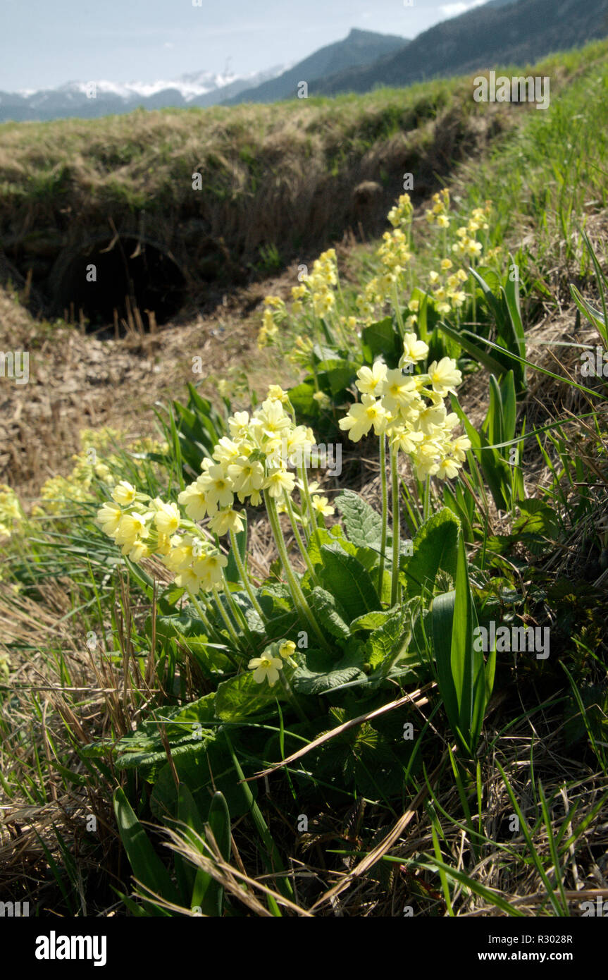 Oxlips flowering in Swiss meadow Stock Photo