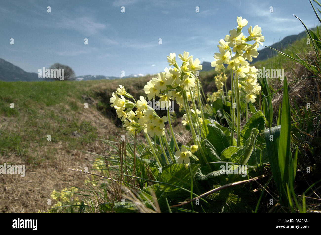 Primula elatior; oxlips flowering in ditch in Flums, Switzerland Stock ...