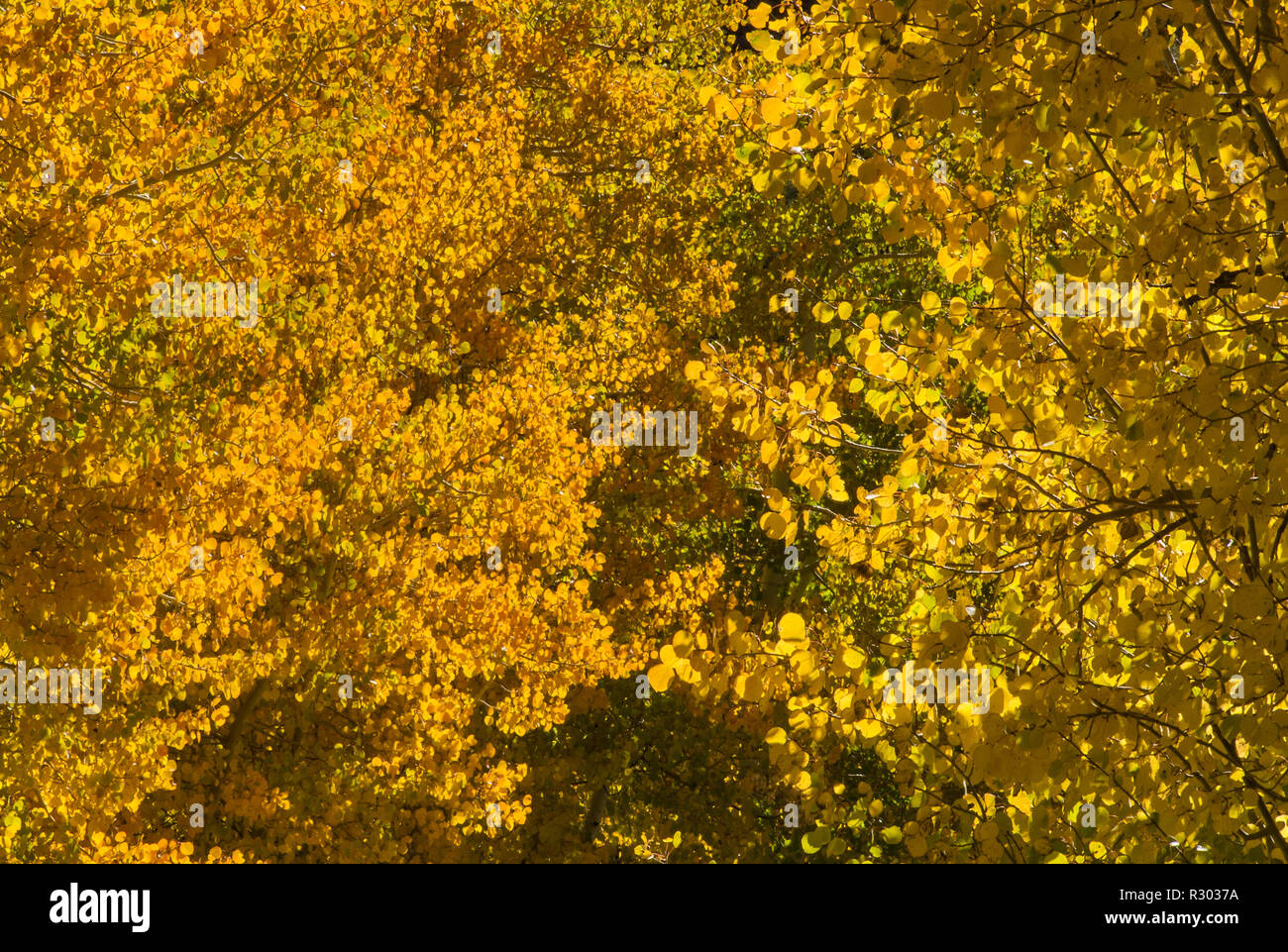 Aspen trees in fall foliage at road by North Lake near Bishop, Eastern Sierra Nevada, California, USA Stock Photo